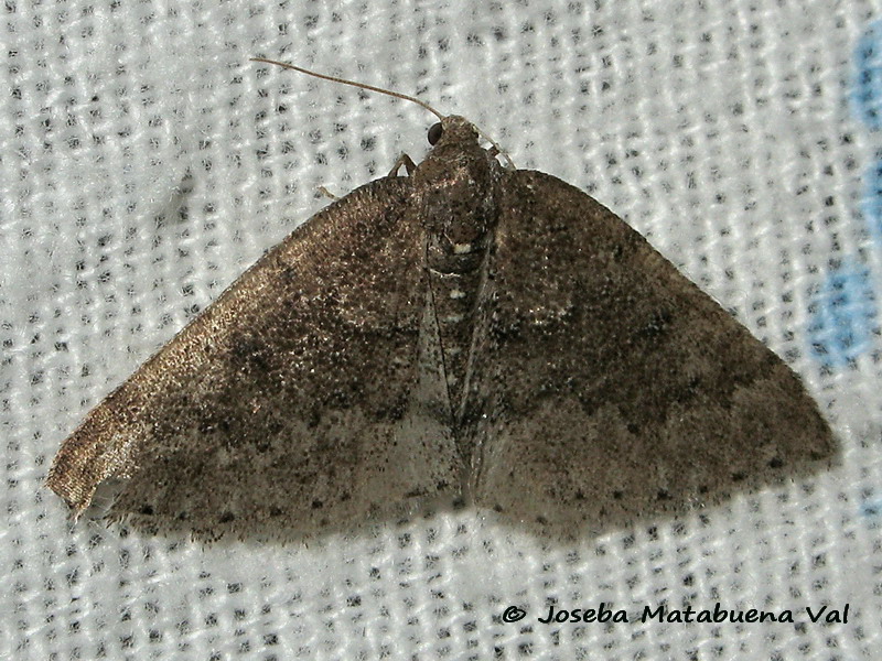 Aleucis distinctata - Geometridae ? S